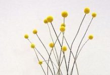 Ngày 26 Tháng Chín