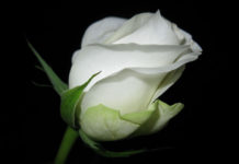 Ngày 15 Tháng Chín