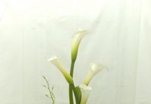 Ngày 29 Tháng Mười