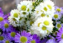 Suy niệm cùng cha E-ma. Tháng 11 ngày 02