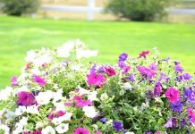 Suy niệm cùng cha E-ma. Tháng 11 ngày 26