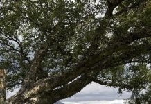 Suy niệm cùng cha E-ma. Tháng 11 ngày 05