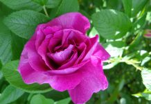 Suy niệm cùng cha E-ma. Tháng 11 ngày 21