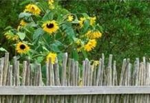 Suy niệm cùng cha E-ma. Tháng 12 ngày 25