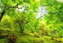 Suy niệm cùng cha E-ma. Tháng 12 ngày 01