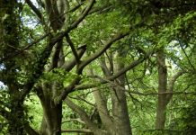 Suy niệm cùng cha E-ma. Tháng 12 ngày 26