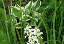 Suy niệm cùng cha E-ma. Tháng 01 ngày 03