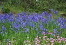 Suy niệm cùng cha E-ma. Tháng 01 ngày 06