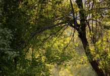 Suy niệm cùng cha E-ma. Tháng 01 ngày 11