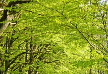 Suy niệm cùng cha E-ma. Tháng 01 ngày 16