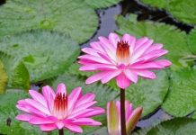 Suy niệm cùng cha E-ma. Tháng 01 ngày 07