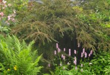 Suy niệm cùng cha E-ma. Tháng 02 ngày 13