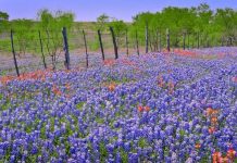 Suy niệm cùng cha E-ma. Tháng 01 ngày 09