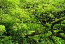 Suy niệm cùng cha E-ma. Tháng 02 ngày 18