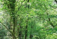 Suy niệm cùng cha E-ma. Tháng 01 ngày 20