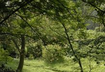 Suy niệm cùng cha E-ma. Tháng 01 ngày 17