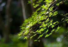 Suy niệm cùng cha E-ma. Tháng 01 ngày 12