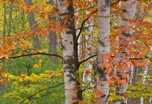 Suy niệm cùng cha E-ma. Tháng 01 ngày 18