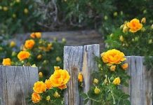 Suy niệm cùng cha E-ma. Tháng 01 ngày 24