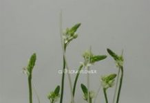 Ngày 12, Tháng Năm