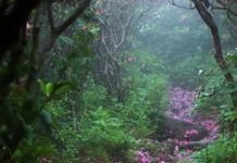 Tháng Năm, Ngày 29