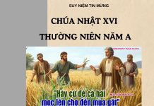 Suy Niệm Chúa Nhật XVI Thường Niên Năm A
